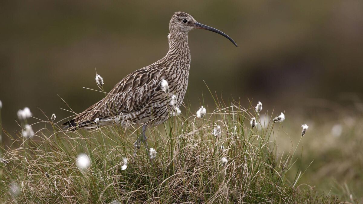 Largest number of curlew fledglings since 2017 - Vimarsana News