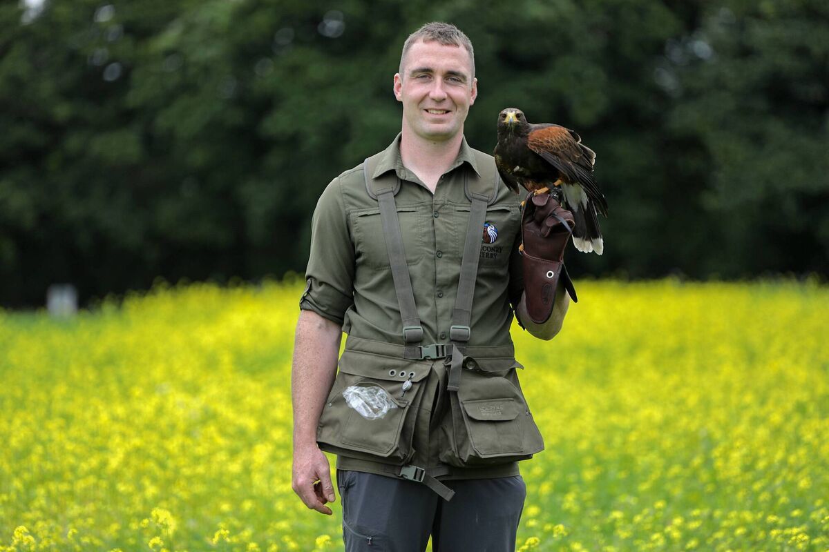 Liam Regan, a licensed falconer and wildlife biologist and owner of Falconry Kerry, at Inchicullane, just outside Killarney. Liam Regan, a licensed falconer and wildlife biologist and owner of Falconry Kerry, at Inchicullane, just outside Killarney.