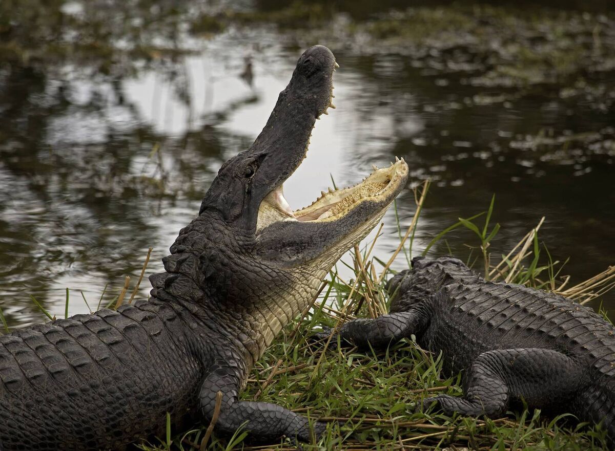 An American Alligator, mouth wide open, on a grassy bank in Everglades National Park