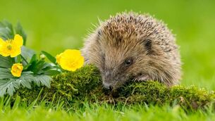 <p>‘If a hedgehog as much as farts in the garden, spotlights come on from high up on my Martello tower.’ Picture: iStock</p>