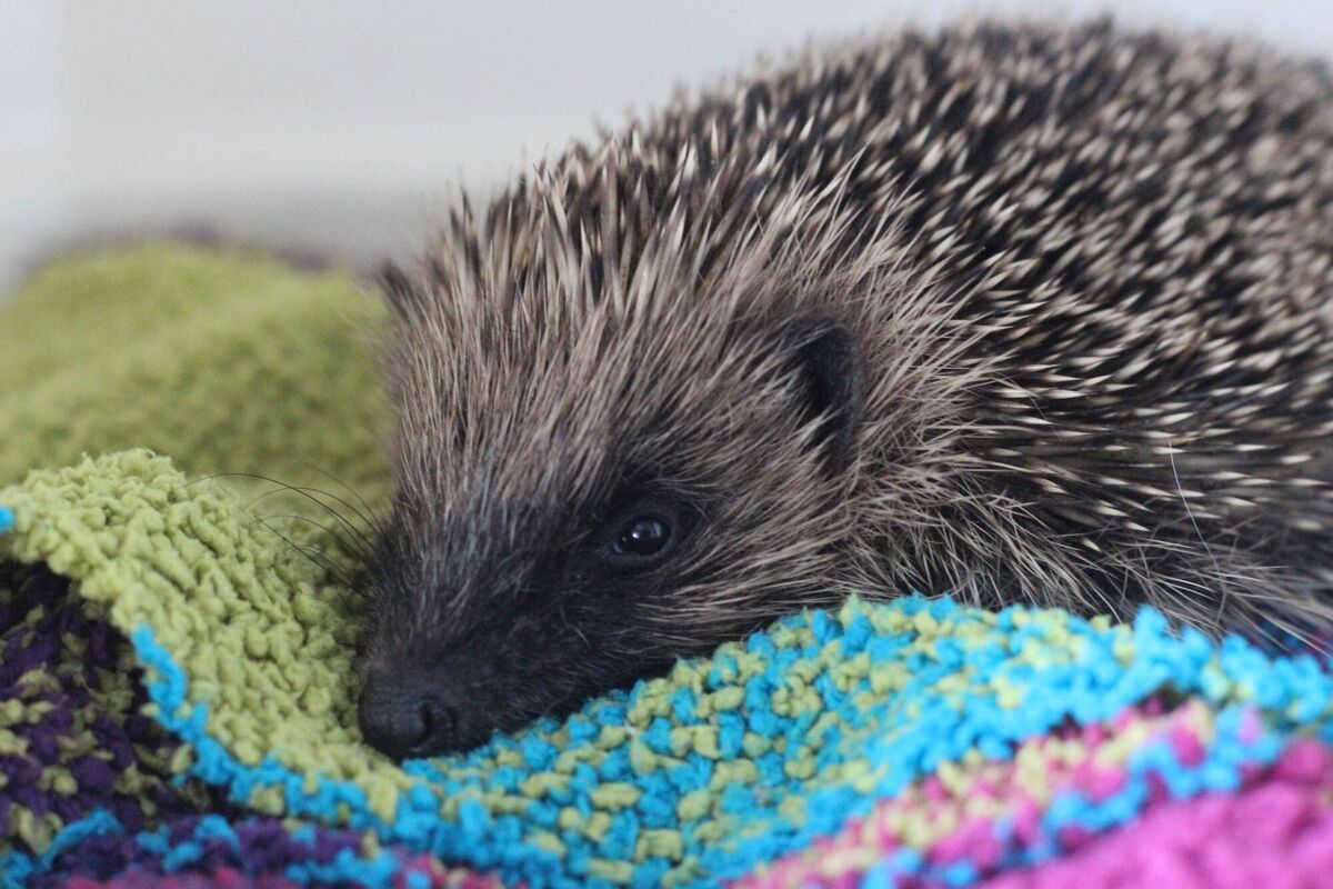 A hedgehog resting at Kildare Wildlife Rescue. Picture: Dan Donoher A hedgehog resting at Kildare Wildlife Rescue. Picture: Dan Donoher
