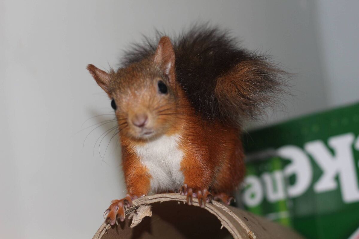 A squirrel among the residents at the Kildare Wildlife Rescue. Picture: Dan Donoher A squirrel among the residents at the Kildare Wildlife Rescue. Picture: Dan Donoher