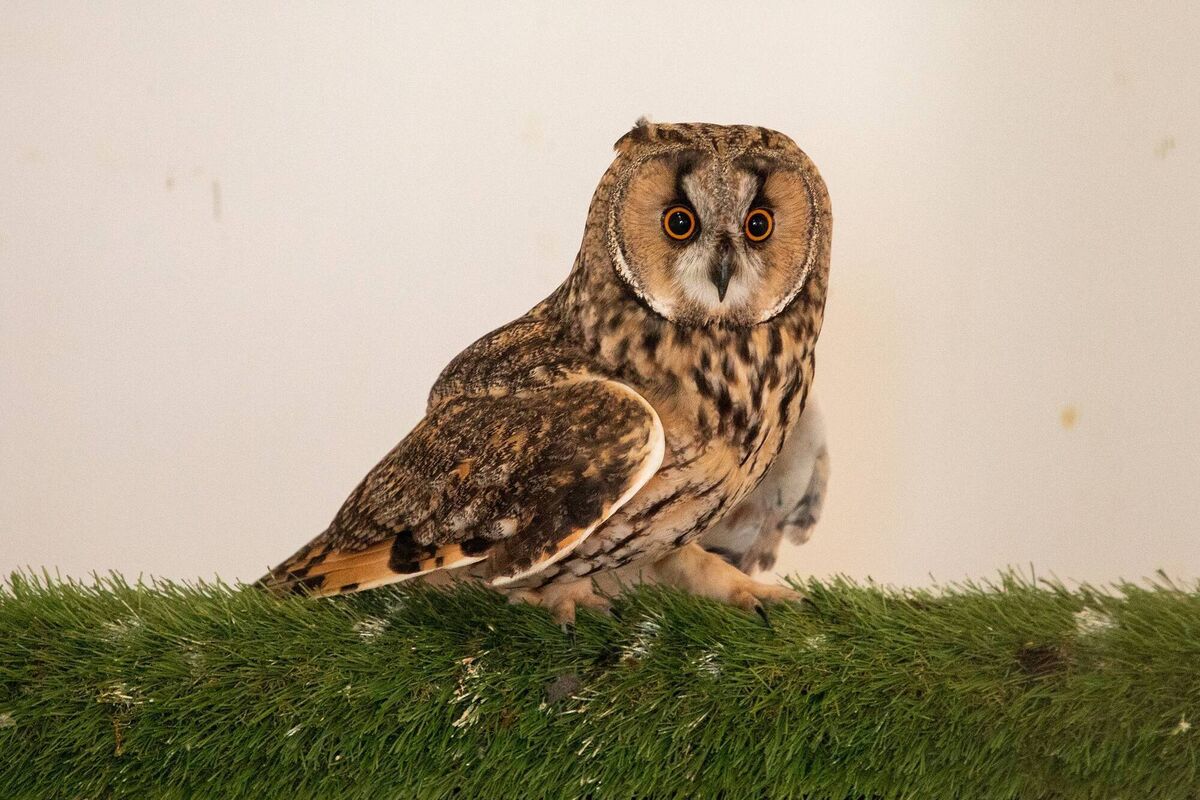 A long ear owl at Kildare Wildlife Rescue. Picture: Michael Donnelly A long ear owl at Kildare Wildlife Rescue. Picture: Michael Donnelly