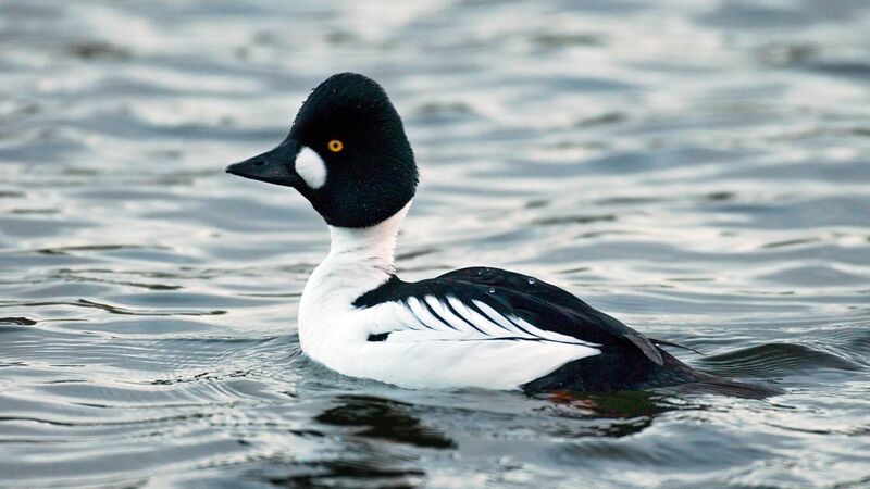 Shooting enthusiasts challenge ban on hunting of declining population of ducks