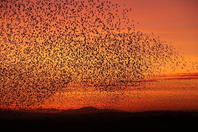 A murmuration of starlings in Drumphea, Co Carlow. Picture: Finbarr O'Rourke A murmuration of starlings in Drumphea, Co Carlow. Picture: Finbarr O'Rourke