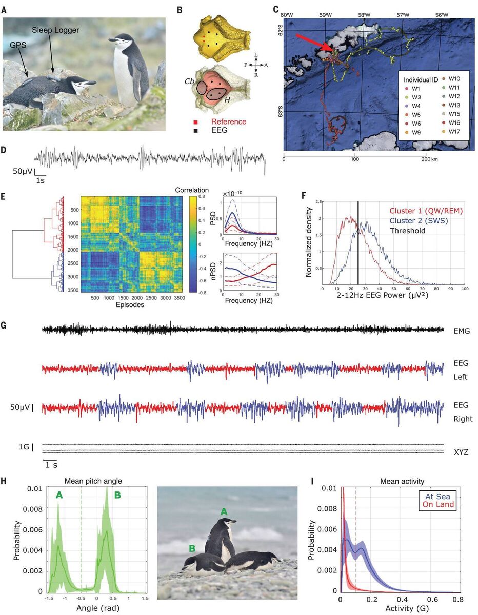 Recording behavioral states in wild chinstrap penguins. (A) Penguin equipped with sleep and GPS loggers mounted on the back and a pressure logger mounted on a leg