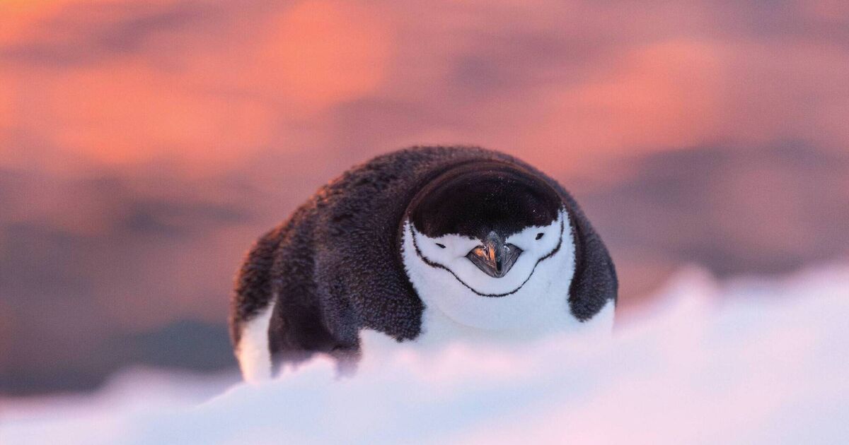 Penguins get 11 hours of sleep a day — in four-second bouts