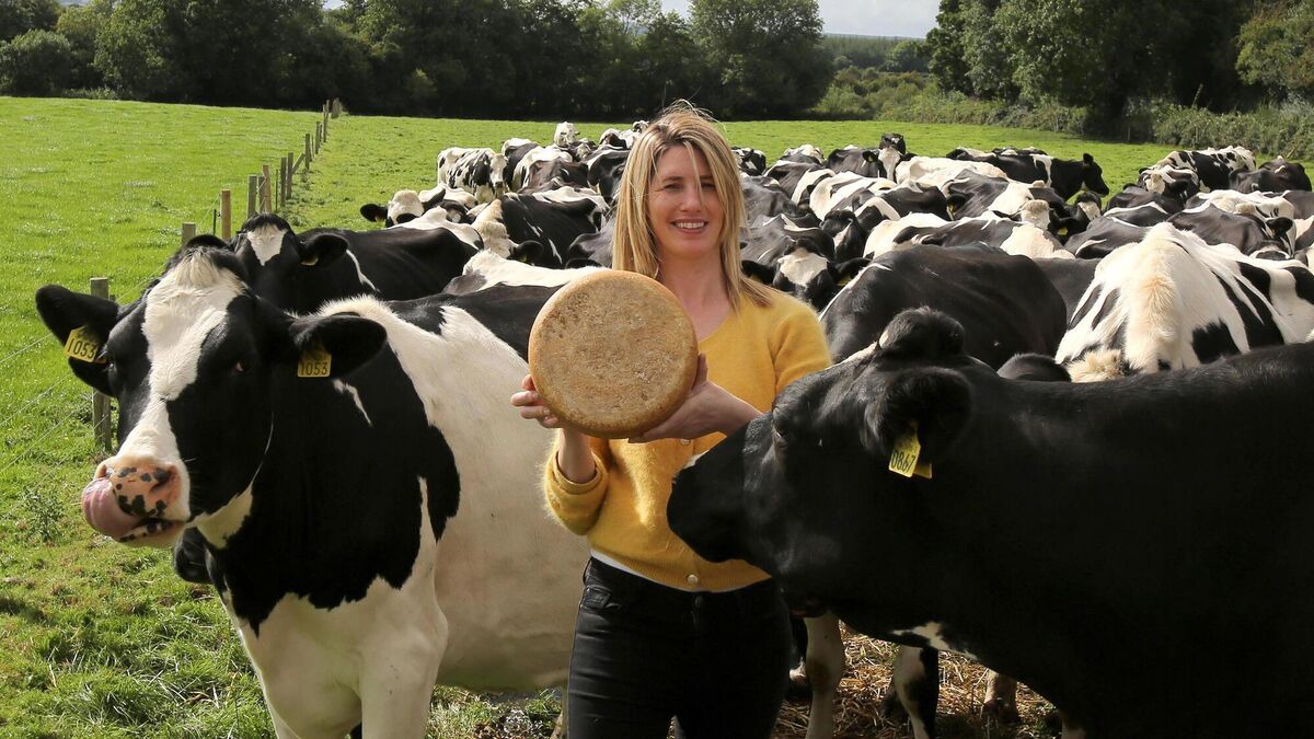 Irish cheese and wine: the producers say it's most divine - Vimarsana News