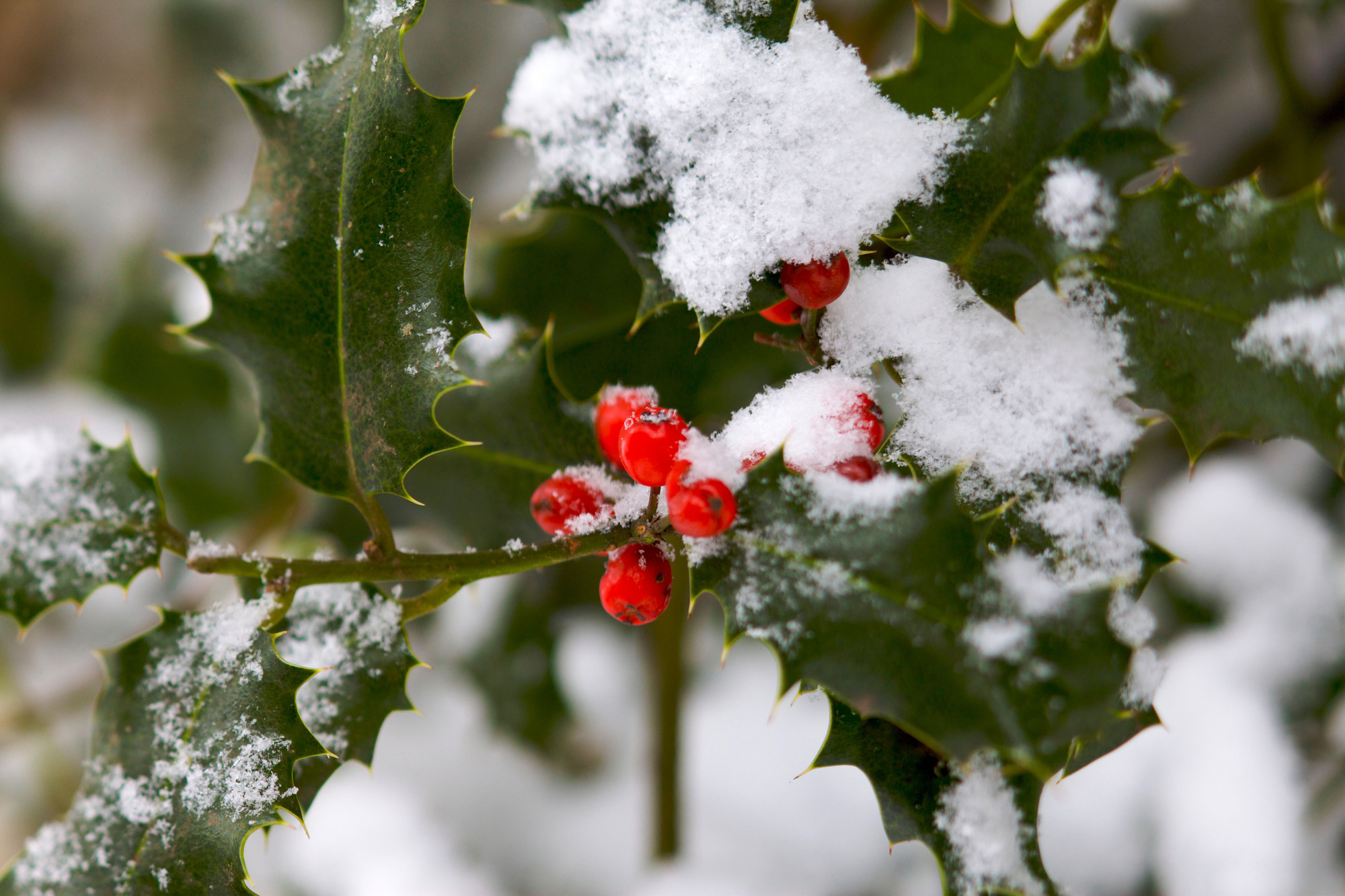 Nine fun facts about holly, our favourite Christmas plant