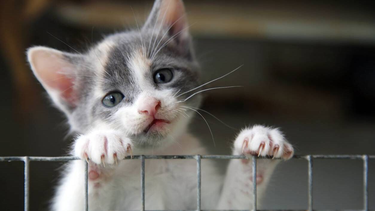 Cats like to play fetch too, study finds