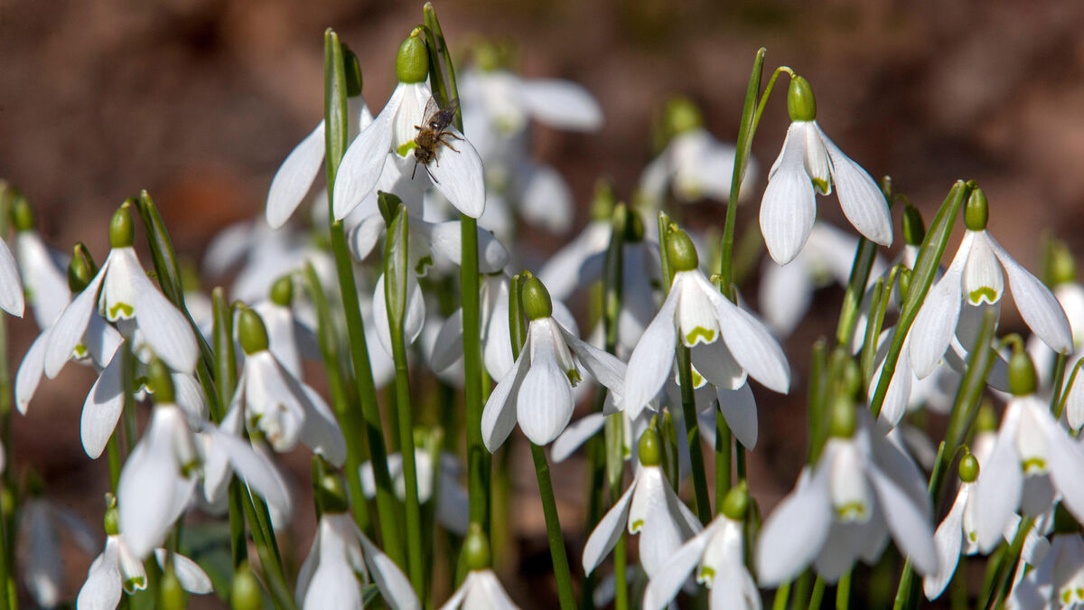 Garden Digest: Winter events to make the most of rooms outside - Vimarsana News