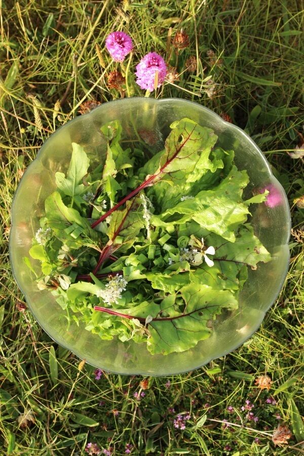 Greens from the salad beds can make the basis for a tasty meal.