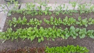 Small is beautiful with a herb garden