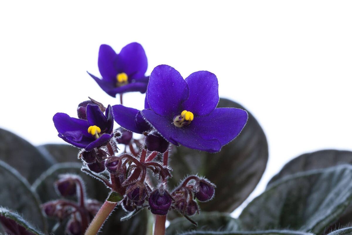 African violet. 