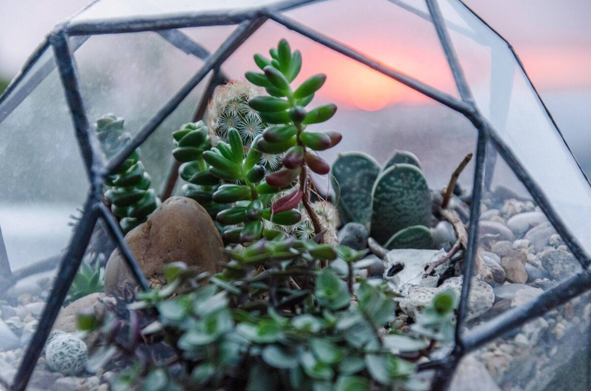 A terrarium.
