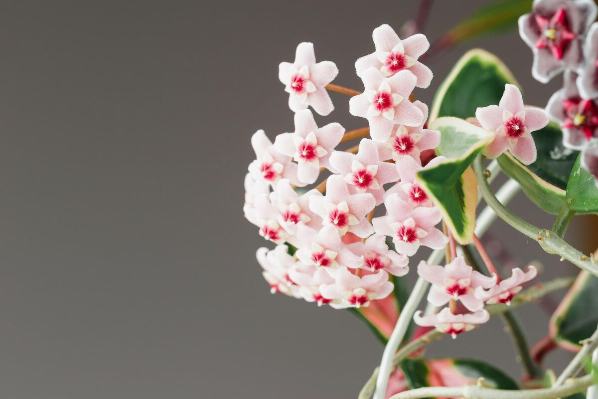 Hoya carnosa ‘Krimson Queen’ in bloom. Pictures: Alamy