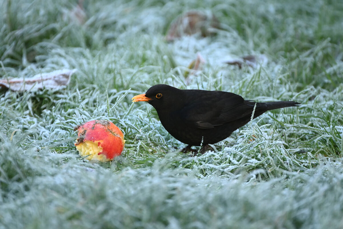  A blackbird feeds on a fallen apple. Picture: Larry Cummins 