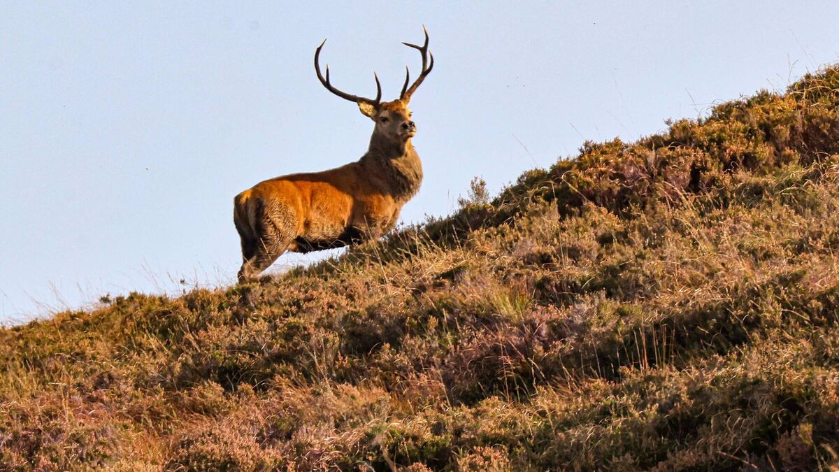 Calls for deer cull in Kerry growing amid increase in road collisions - Vimarsana News