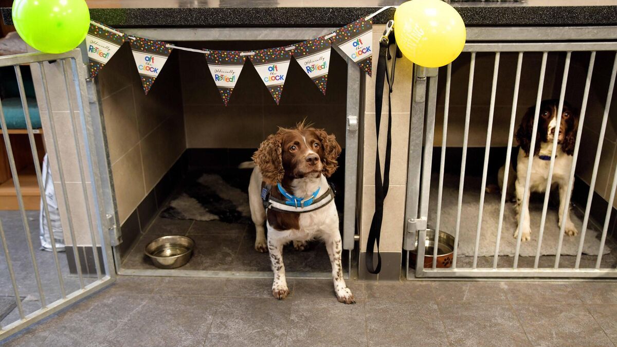 Robbie the sniffer dog retires after seizing drugs worth €26m - Vimarsana News