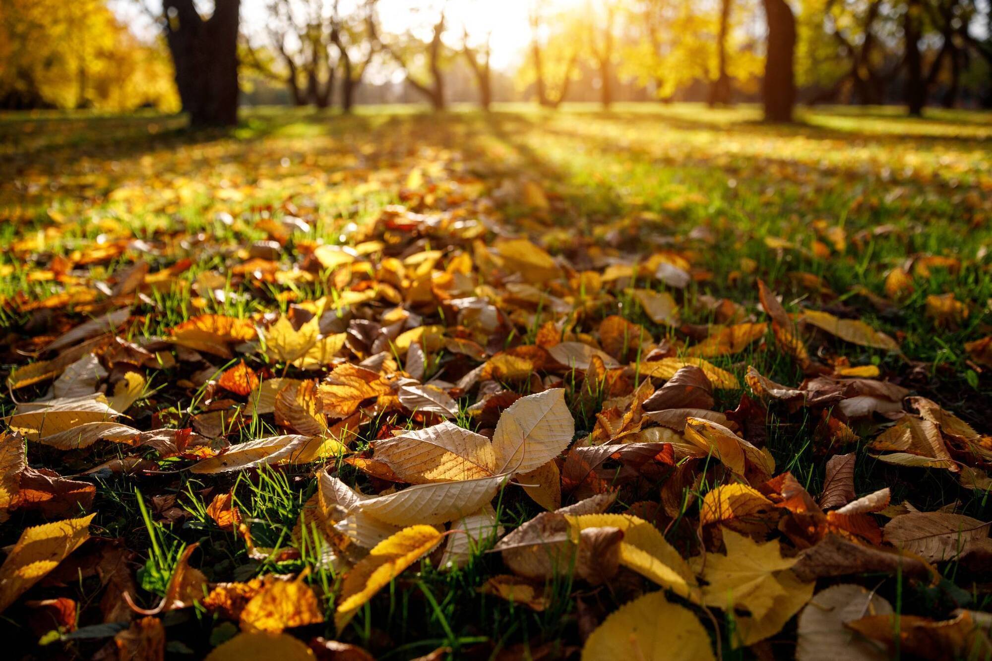 Garden Q&A: What will I do with fallen leaves around flowerbeds?