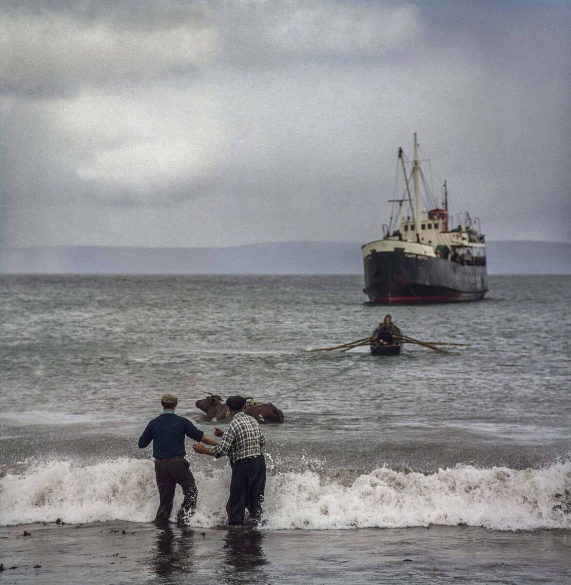  A cow on Inis Meáin being brought to the Galway boat in 1973. Picture: Chris Rodmell