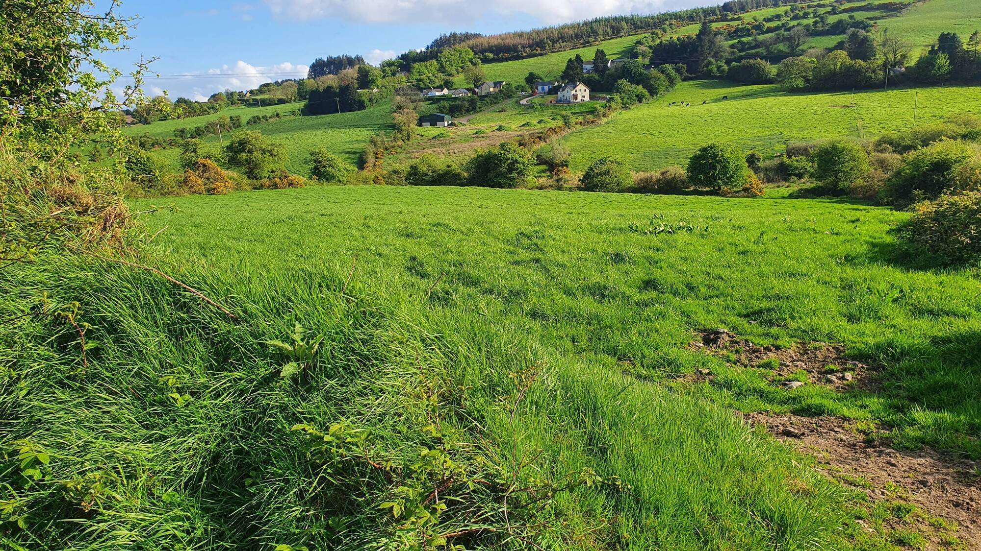 Wild woodland to be restored on eight-acre Co Cork site