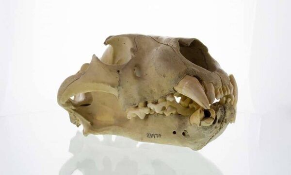The skull of one of the Tsavo man-eaters shows evidence of dental disease. Picture: Bruce Patterson and JP Brown, The Field Museum