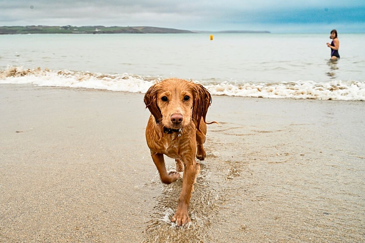 Molly the dog pictured chasing waves at Myrtleville. Picture: Chani Anderson