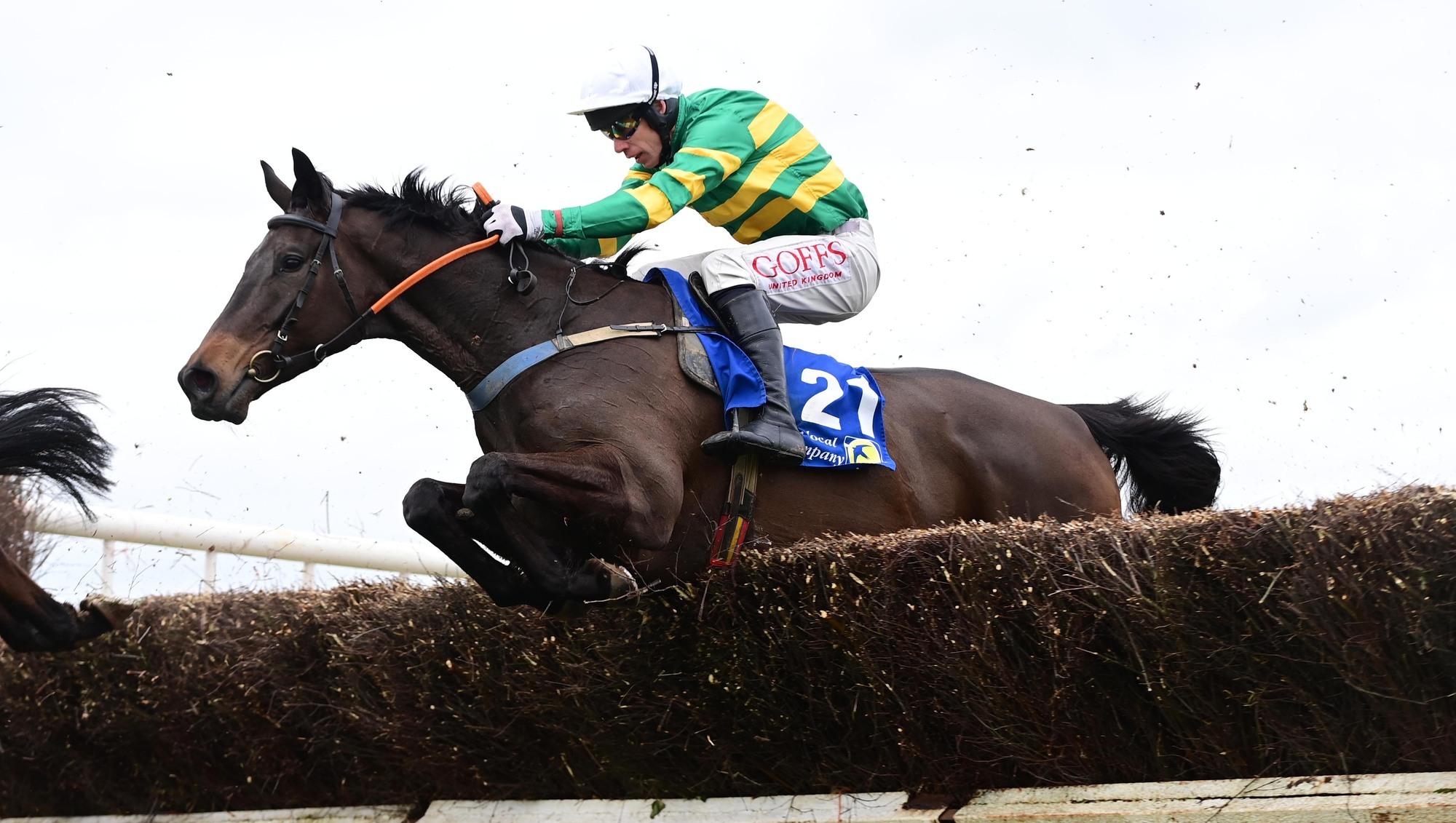 Leopardstown tips: No Flies On Him a fascinating contender for Edward O'Grady