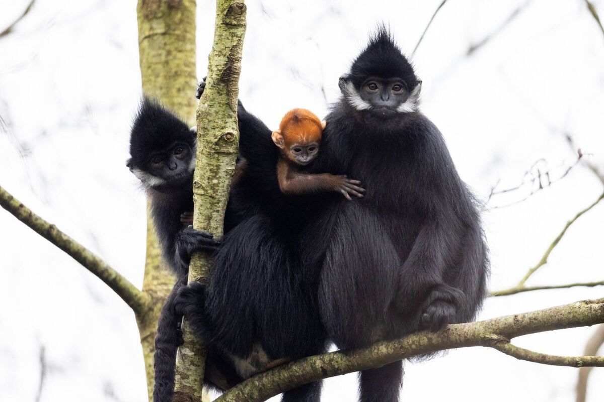 The François’ langur monkey is classified as endangered by the IUCN. Picture: Darragh Kane