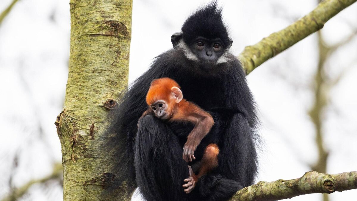 Meet the first baby François' langur monkey to be born at Fota - Vimarsana News