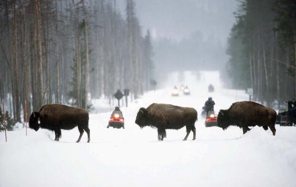 Bison crossing a road in Yellowstone National Park outside of West Yellowstone, Montana. The world's oldest national park is mainly in the state of Wyoming but also stretches into Montana and Idaho. File picture: Tom Smart/Deseret News/AP