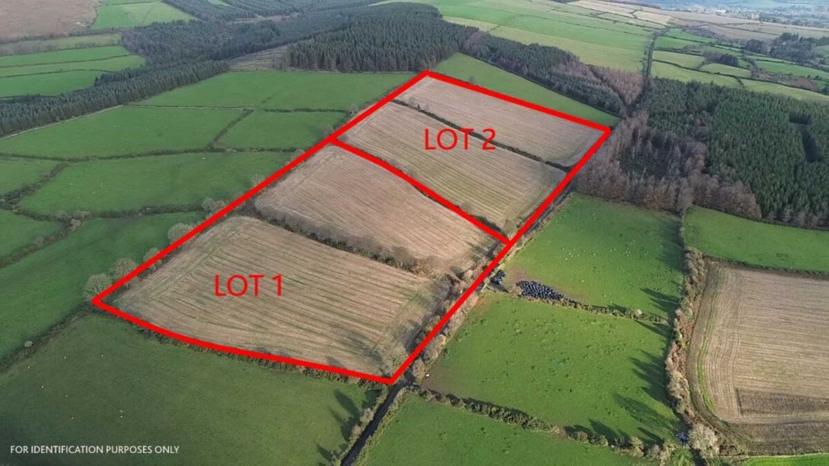 33-acre Wicklow farm sells at pre-Christmas auction - Vimarsana News