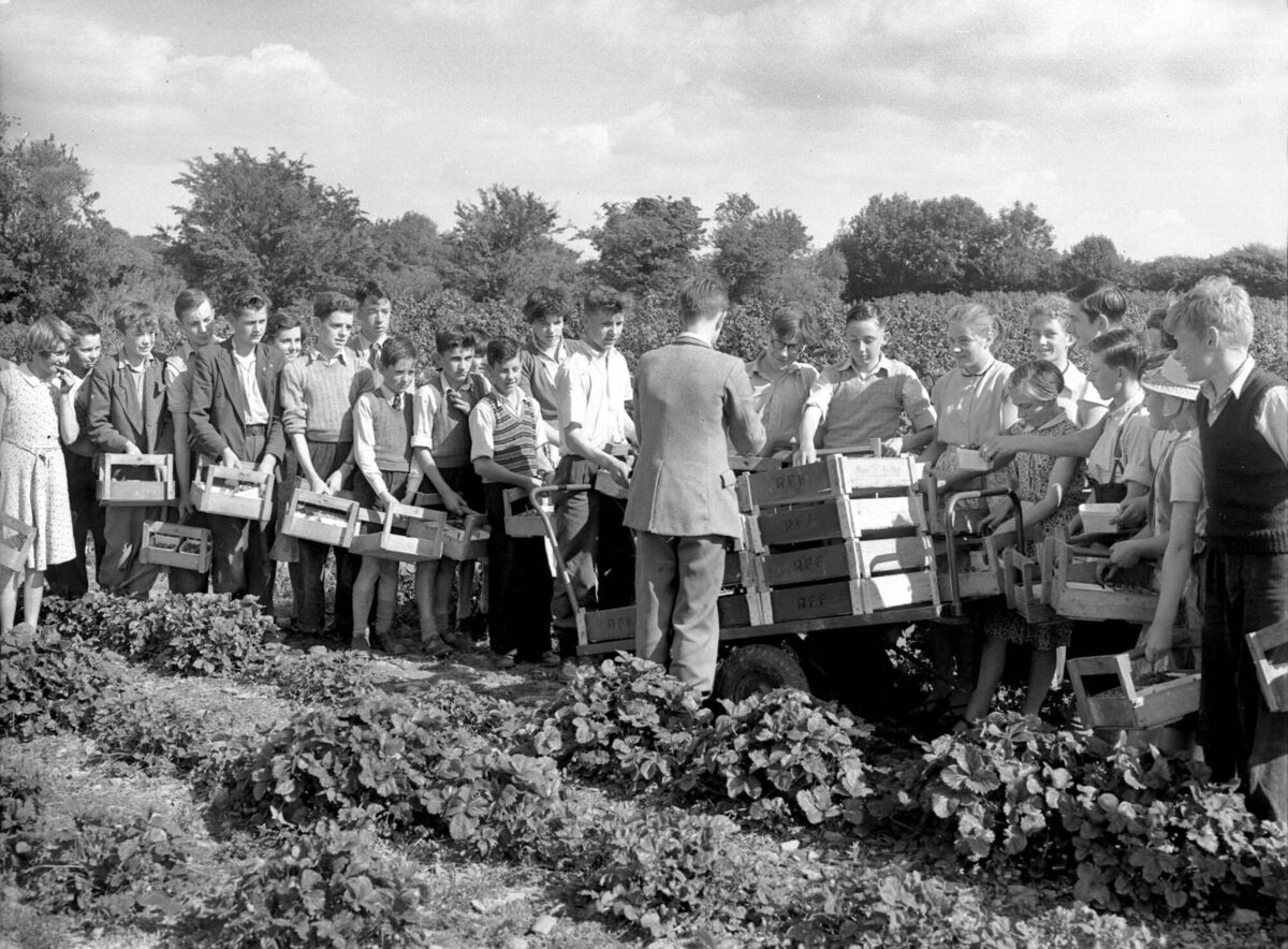 Fruit pickers at Rathcooney fruit farm in Co Cork in 1956. Fruit pickers at Rathcooney fruit farm in Co Cork in 1956.
