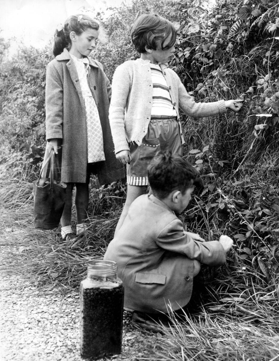 Women and children, whole families, spend a pleasant day in the country and come home with baskets upon baskets of fine ripe berries which will give them a supply of bramble jelly and blackberry jam for months afterwards. Women and children, whole families, spend a pleasant day in the country and come home with baskets upon baskets of fine ripe berries which will give them a supply of bramble jelly and blackberry jam for months afterwards.