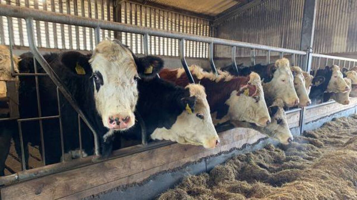 Focus on efficiency sees former dairy farmer win Irish Hereford Prime Farmer of the Year - Vimarsana News