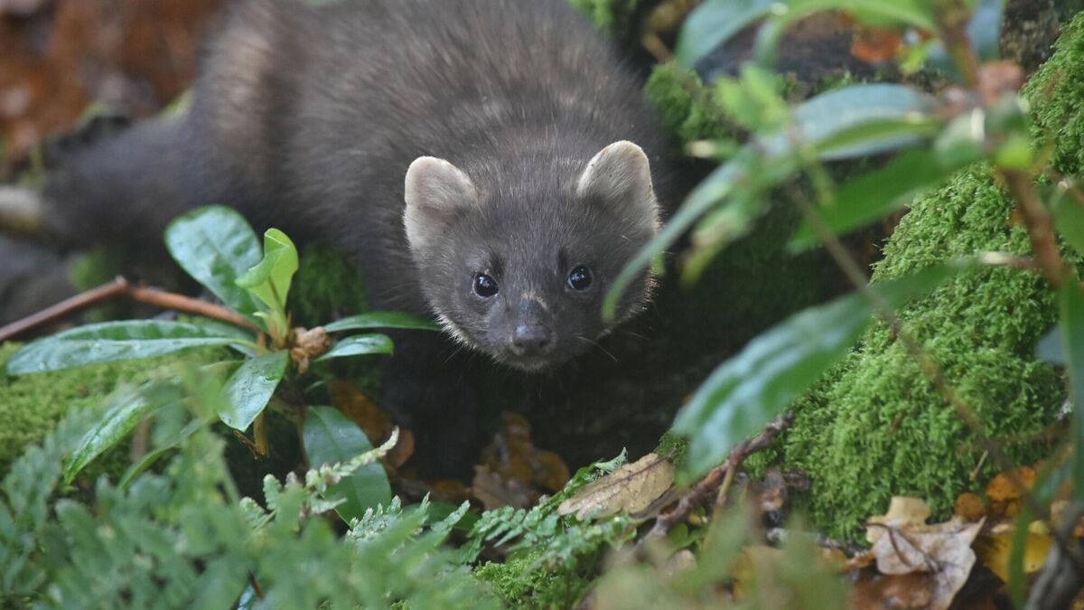 Our rarest native mammal — the pine marten — is making a comeback - Vimarsana News
