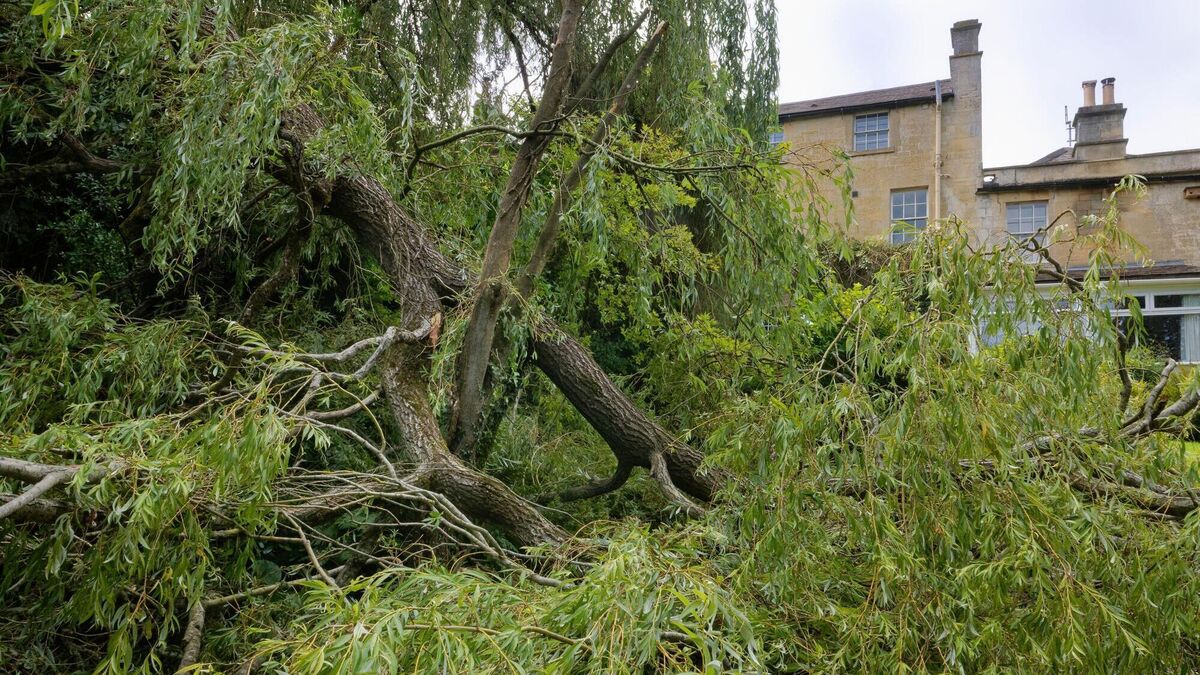 How to rescue your garden after heavy winds and rain - Vimarsana News