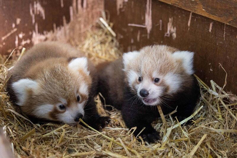 New Panda Cubs at Fota Picture: Darragh Kane