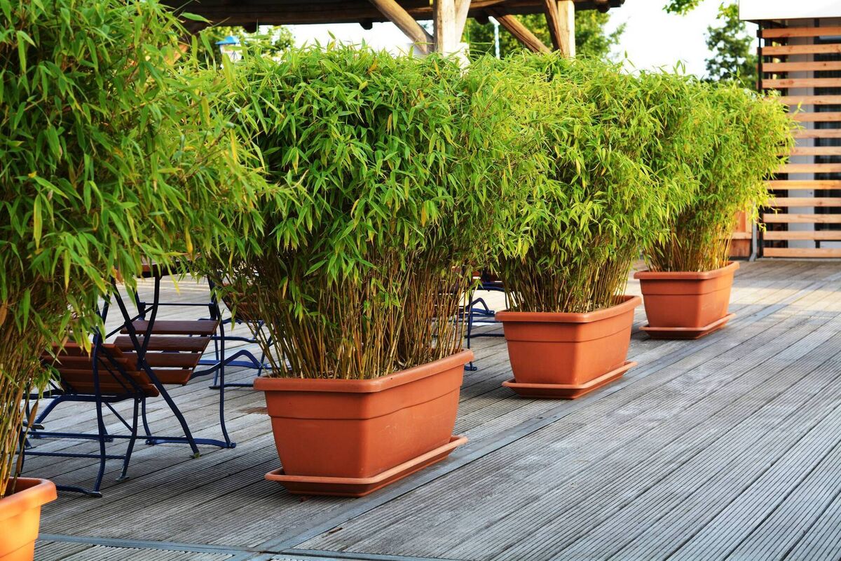 The bamboo plant. 