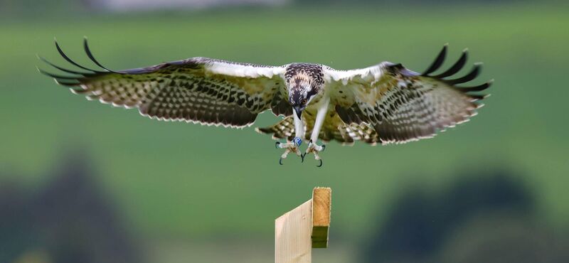 First flight for one of the osprey chicks released into the wild in County Waterford last August as part of a new National Parks and Wildlife Service reintroduction programme. Picture: Valerie O'Sullivan/NPWS First flight for one of the osprey chicks released into the wild in County Waterford last August as part of a new National Parks and Wildlife Service reintroduction programme. Picture: Valerie O'Sullivan/NPWS