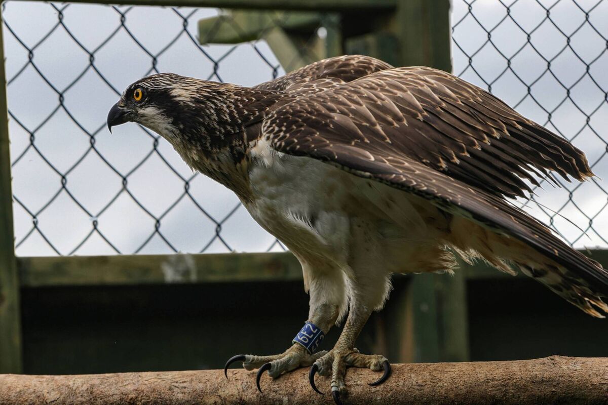 Over the next five years, the NPWS plans to reintroduce 50 osprey chicks here. Ospreys are thought to have become extinct as breeding birds in Ireland more than 200 years ago. Picture: Valerie O'Sullivan / NPWS