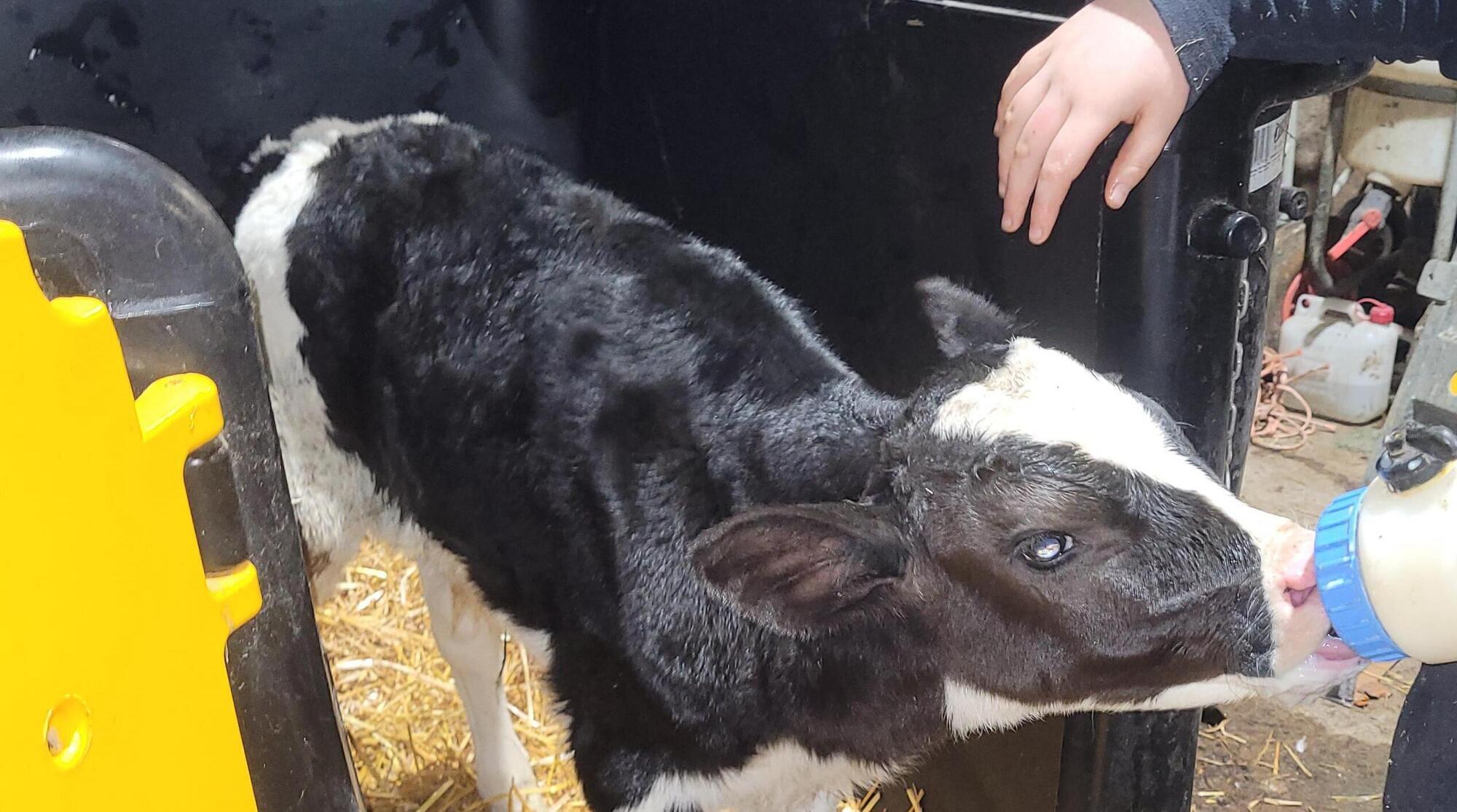 Paula Hynes: The cycle of new life on the farm