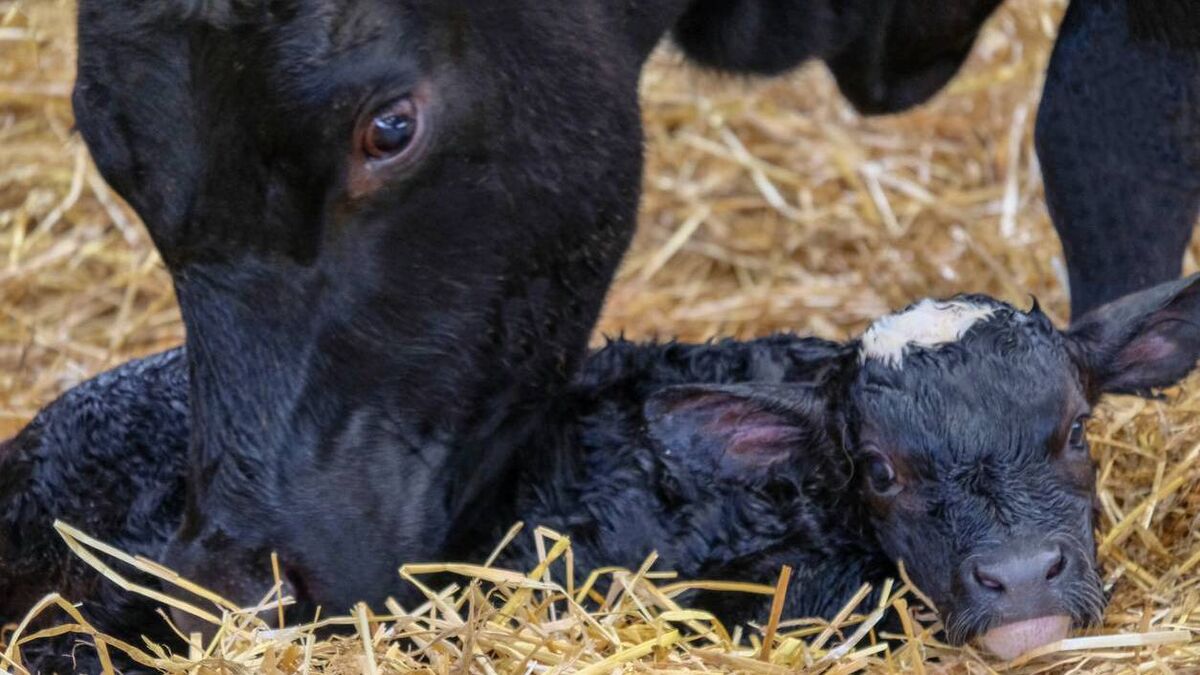 Heifer hygiene is extremely important for mastitis control - Vimarsana News