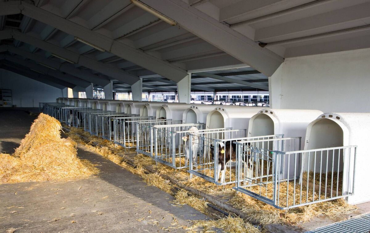 Space plays a huge factor in a heifer's stress management.