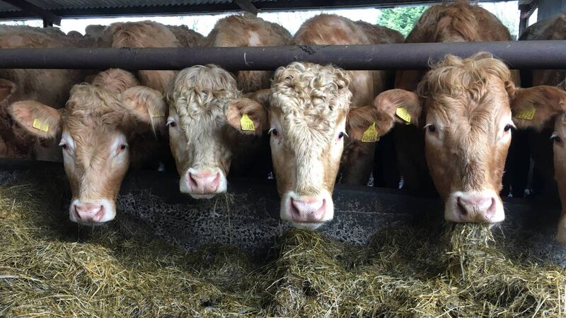 Stephen Cadogan: Irish finishers amongst the world's most profitable