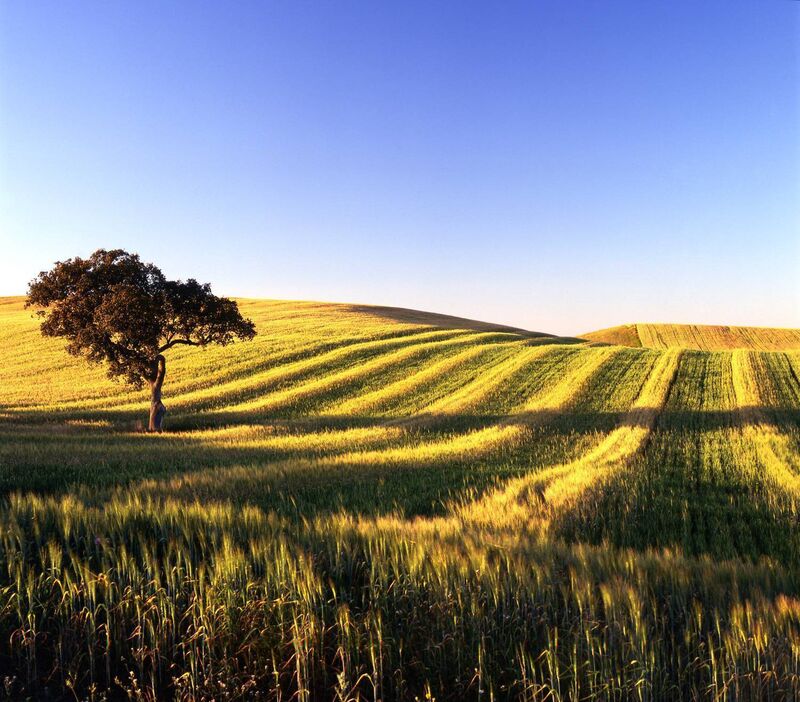 Rolling fields of Alentejo