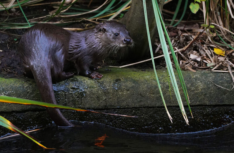 A young otter in a duck pond in Dublin's Herbert Park on a winter's day. Picture: Brian Lawless/PA Wire