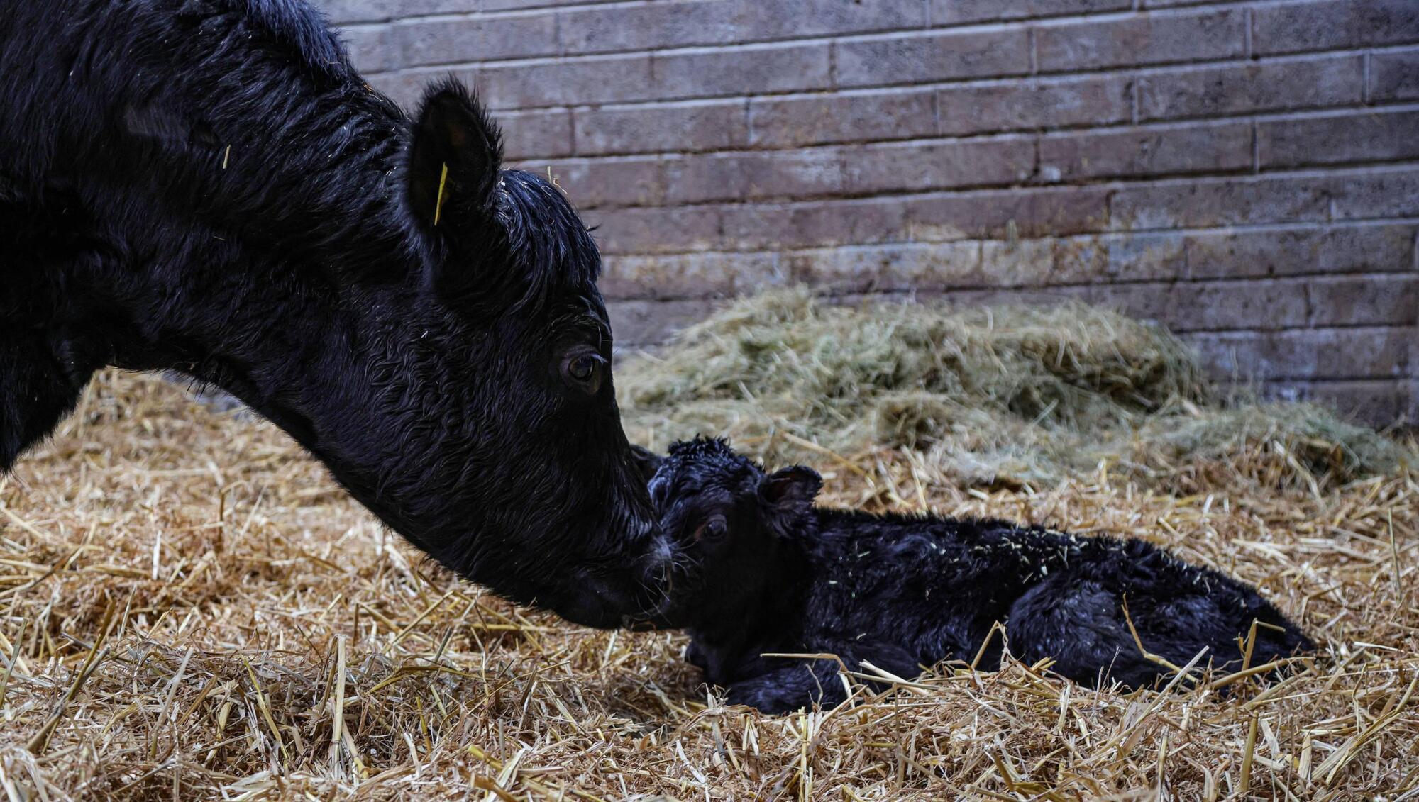 Good feeding management and shed considerations