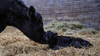 Good feeding management and shed considerations